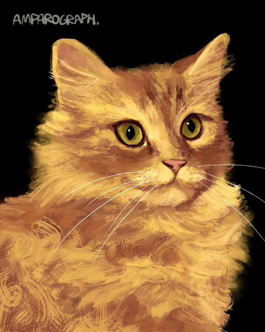 "Gato naranja"
